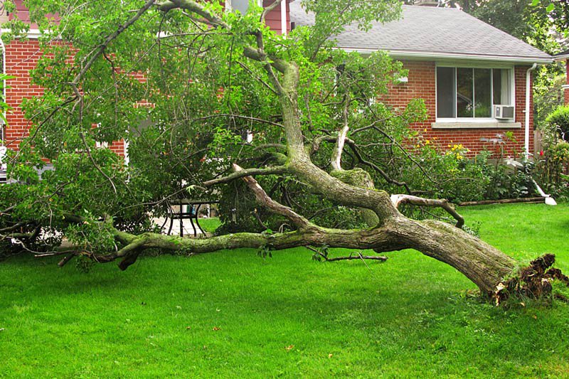 Tree Fallen Near House